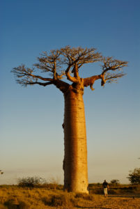un immense baobab madagascar