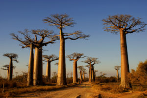 allée des baobabs morondava madagascar