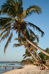 palmier plage sainte marie madagascar
