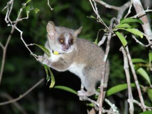 Cinq Parcs Nationaux proposent des circuits nocturnes à partir du 1er Septembre