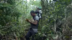 « Ivohiboro : la forêt oubliée » projeté au Museum of the Moving Image de New York