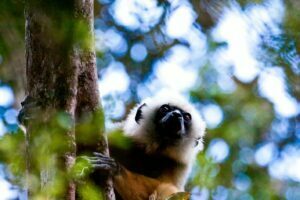 La forêt regagne du terrain dans le Corridor de Maromizaha