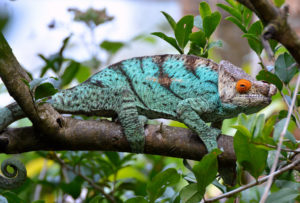 cameleon bleu ranomafana madagascar
