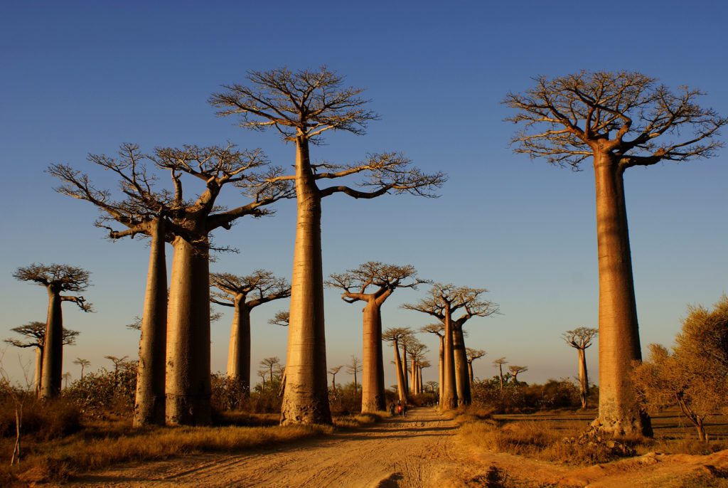 allée des baobabs morondava madagascar