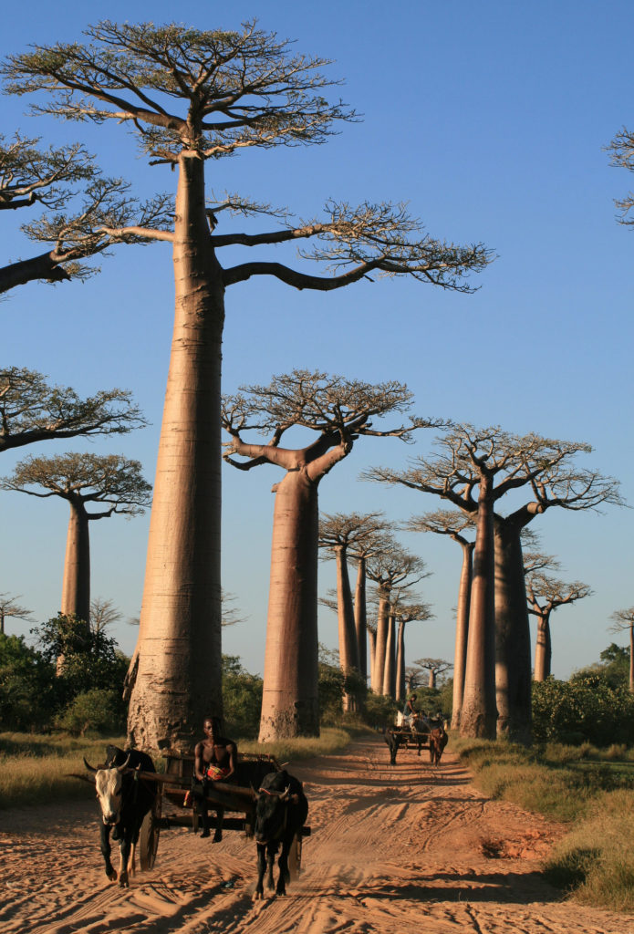The baobab, a Malagasy tree – Voyage Tourisme Madagascar