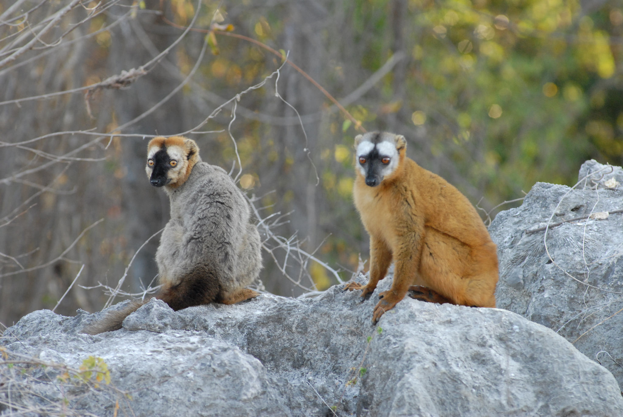 deux lémuriens assis madagascar