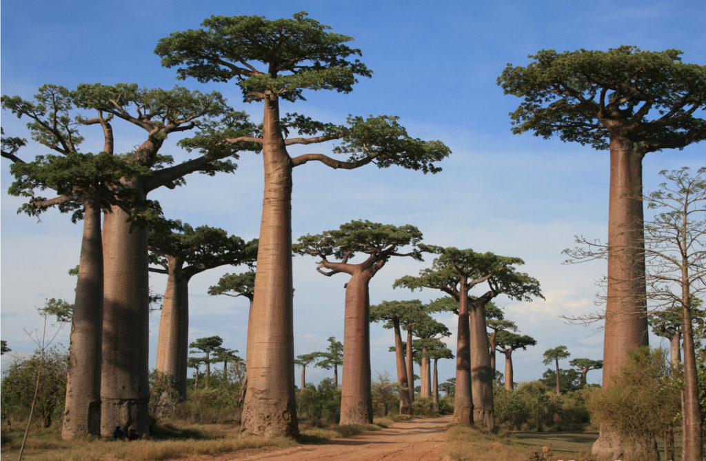 The Baobab, A Malagasy Tree - Voyage Tourisme Madagascar