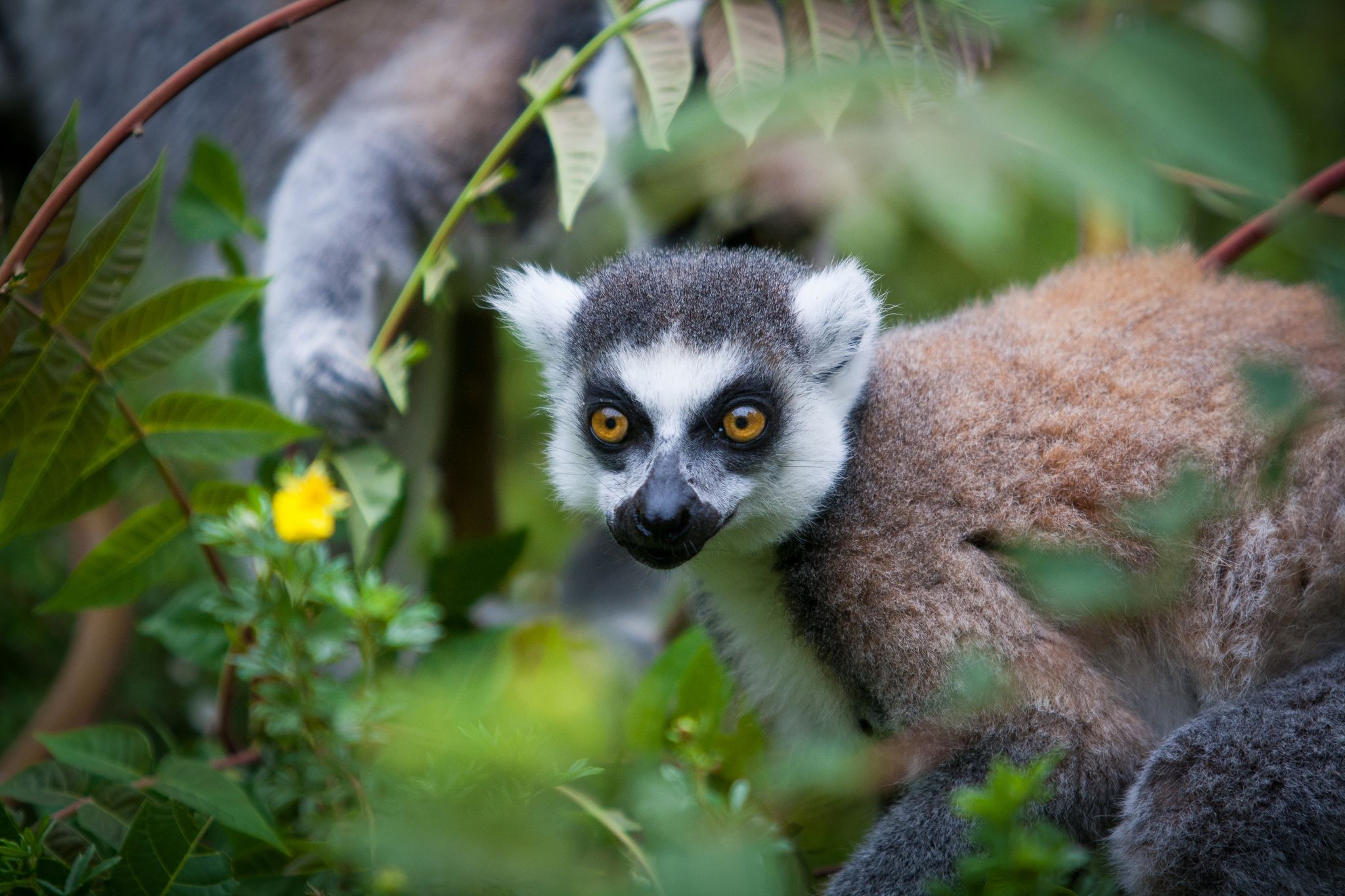 lemur's park antananarivo madagascar