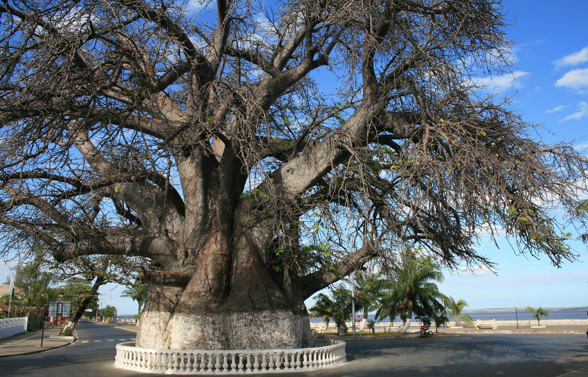 baobab majunga madagascar