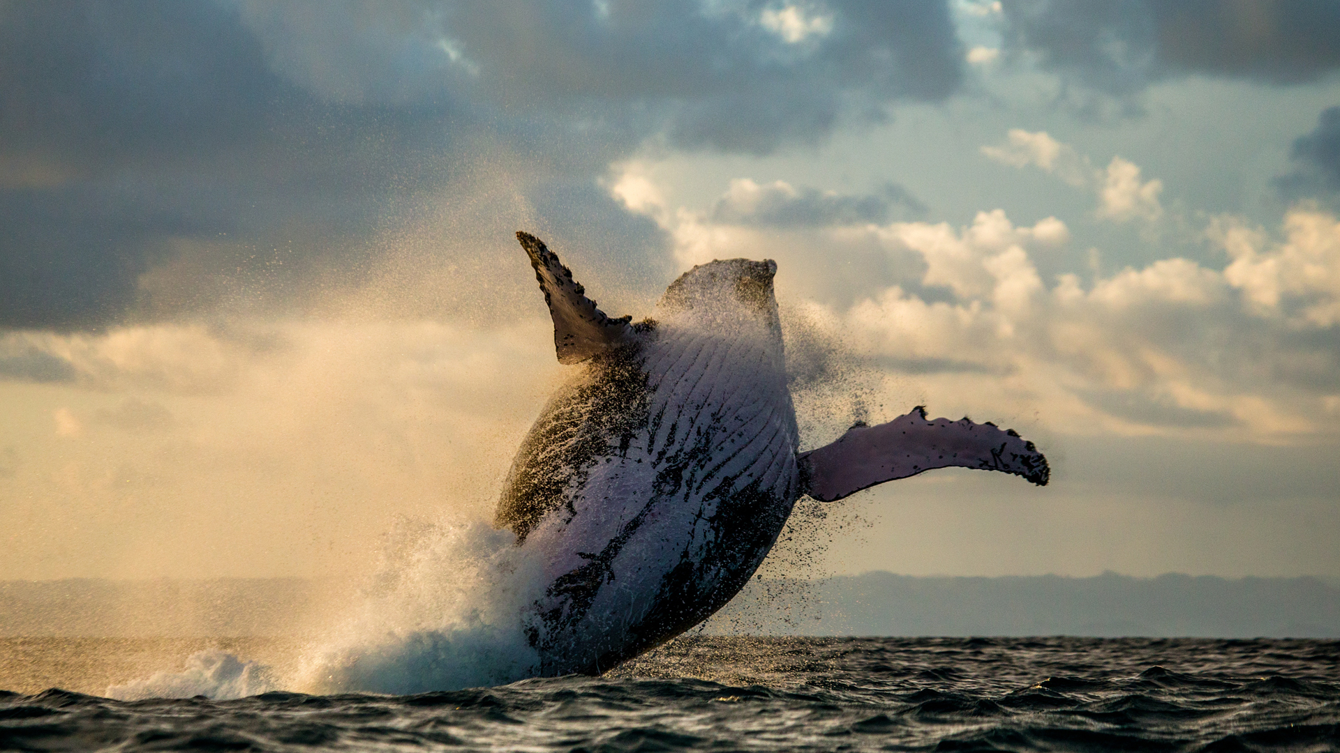 Festival des Baleines le rendezvous à ne pas manquer pour les