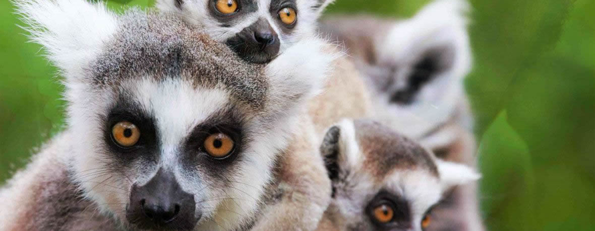 Voyage Tourisme Madagascar - Voyage à Madagascar, une « destination découverte »