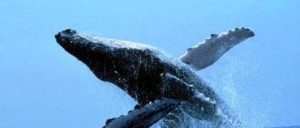 Madagascar: A Sainte-Marie, la saison des baleines est ouverte!