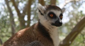 A Madagascar, un portail numérique pour une meilleure conservation des lémuriens