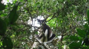 Festival Indri Indri Andasibe: entre promotion de la biodiversité et préservation des lémuriens