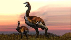 Le plus gros oiseau du monde a vécu à Madagascar il y a plus de 1000 ans!