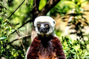 Madagascar célèbre les lémuriens ce 5 octobre 2018