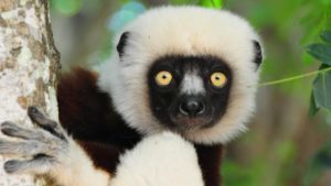 Madagascar célèbre les lémuriens