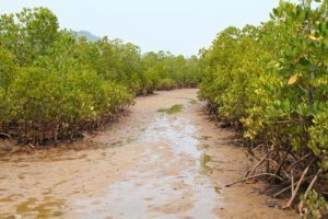 A Diégo Suarez, le circuit Antsahampona pour découvrir les mangroves du Nord de Madagascar
