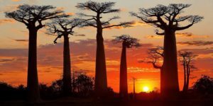 A Madagascar, le "Camp amoureux" pour découvrir la terre des baobabs