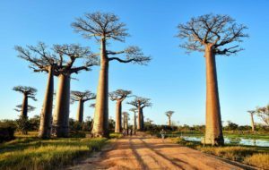 3 circuits en buggy pour explorer l'ouest de Madagascar