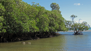 A Madagascar, visitez une réserve de mangrove et soutenez une communauté de base