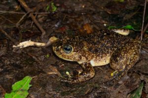 Madagascar : découverte d’une nouvelle espèce de grenouille géante endémique