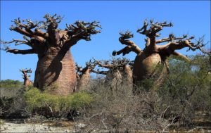 La Commission Allemande de l’UNESCO soutient le Patrimoine Mondial de Madagascar