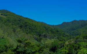 La forêt de Tsitongambarika est située au Sud-Est de Madagascar dans la région Anosy, au nord de la ville de Fort-Dauphin.