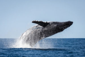 Festival des baleines 6e édition : du 15 juillet au 18 juillet 2021