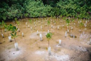 Reboisement des mangroves : une autre façon de lutter contre le changement climatique