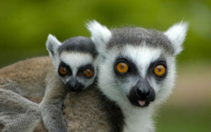 Le Duke Lemur Center rouvre au public et célèbre 5 naissances dont celles de 4 bébés lémuriens