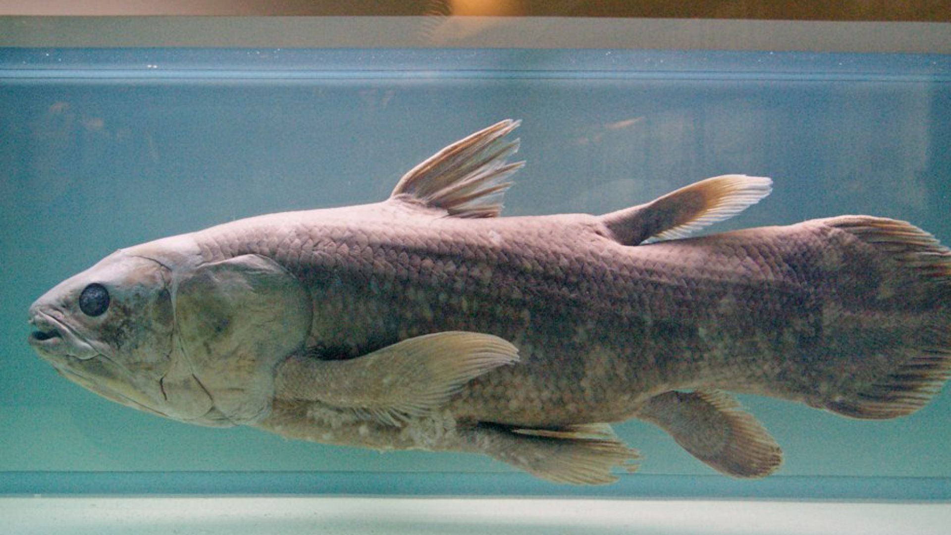 Les poissons préhistoriques