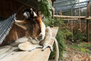 « Habitat Madagascar », bientôt une nouvelle aire d’exposition de lémuriens de Madagascar au Lehigh Valley Zoo de la Pennsylvanie