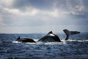 CETAMADA : vers une amélioration de la connaissance sur les baleines à bosse