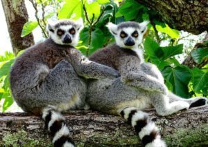 La conservation des lémuriens à Madagascar à l’honneur dans la série de Podcast « The Land of the Lemurs »