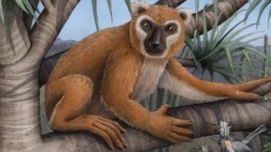 Lemur Conservation Foundation - La journée mondiale des lémuriens célébrée en dessin