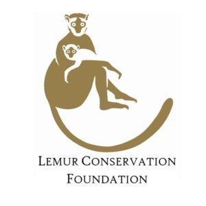 Lemur Conservation Foundation - La journée mondiale des lémuriens célébrée en dessin