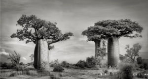 Une exposition en ligne et un livre photo sur les baobabs de Madagascar