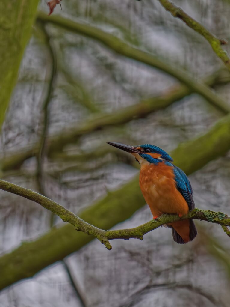 Closeup shot of a common kingfisher (Alcedo atthis)