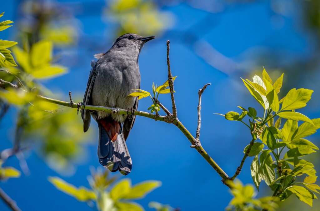 Gray Catbird (Dumetella carolinensis),