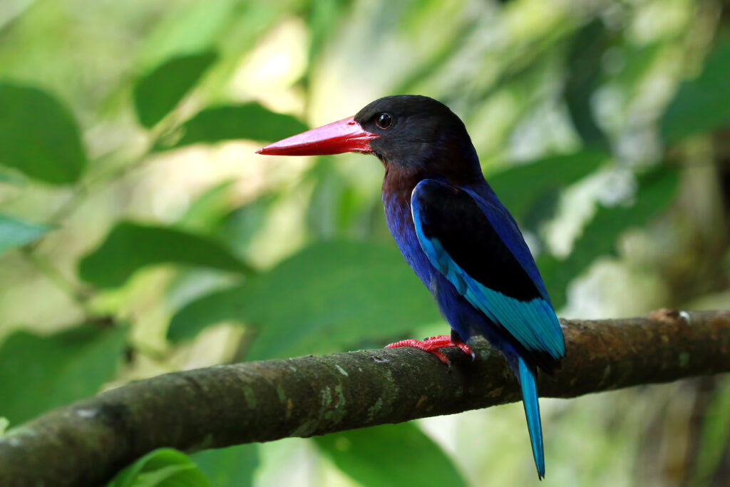 halcyon-cyanoventris-bird-bringing-food-their-children-cage