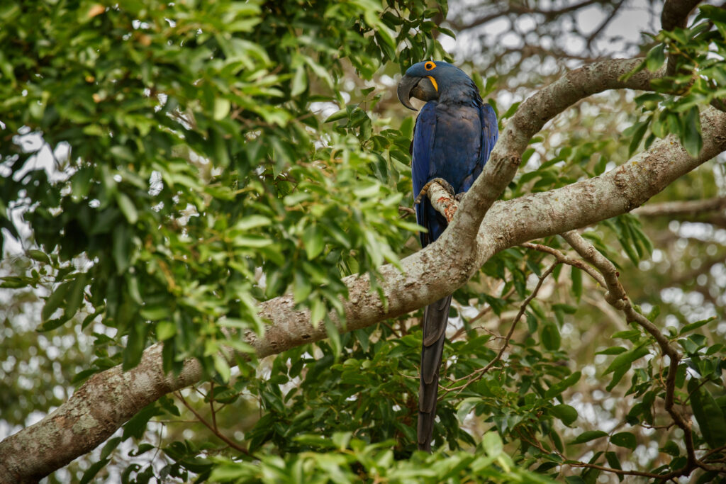 hyacinth-macaw-palm-tree-nature-habitat
