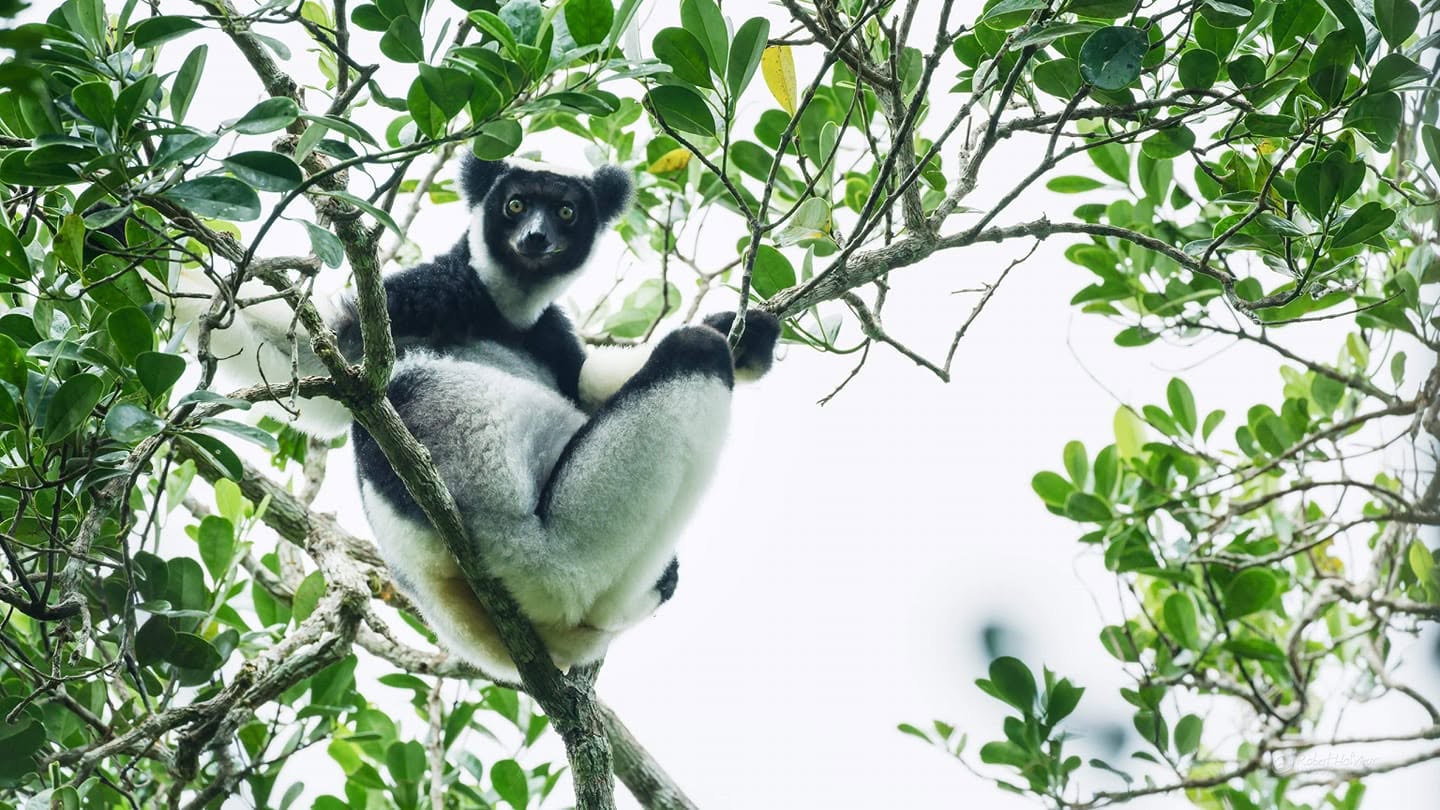 Festival Indri : à la rencontre du Babakoto