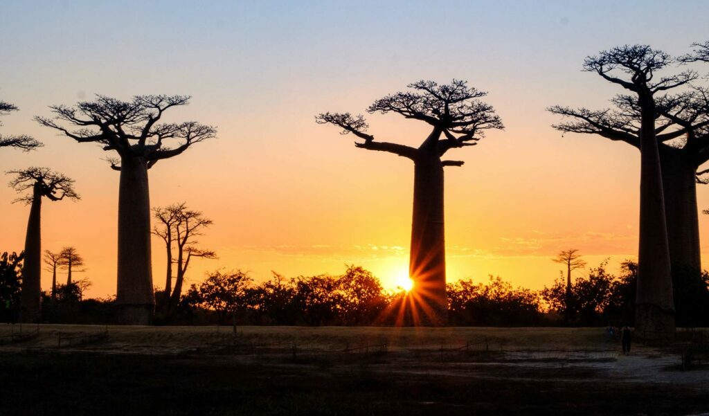 Aller-de-baobabs-au-coucher-du-soleil